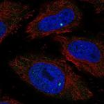 RIBC1 Polyclonal Antibody