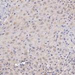 C1r Polyclonal Antibody