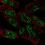 LIN52 Polyclonal Antibody