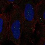GPR137C Polyclonal Antibody