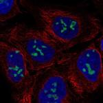 NO66 Polyclonal Antibody