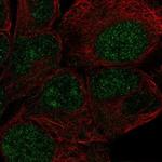 ZNF429 Polyclonal Antibody