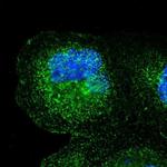 SPPL3 Antibody in Immunocytochemistry (ICC/IF)
