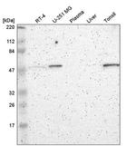 FRMD8 Antibody in Western Blot (WB)