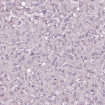 CACNG4 Antibody in Immunohistochemistry (Paraffin) (IHC (P))