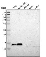 RPS12 Antibody in Western Blot (WB)