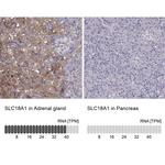 SLC18A1 Antibody
