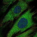 PTPRN Polyclonal Antibody