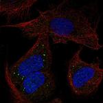 PCDHB14 Polyclonal Antibody