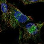 PLCB4 Polyclonal Antibody