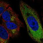 CCPG1 Polyclonal Antibody