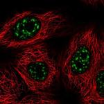 VAX2 Polyclonal Antibody