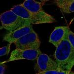 IGSF9B Polyclonal Antibody