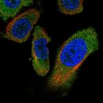 PANK4 Polyclonal Antibody