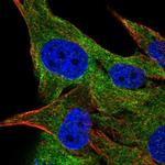 FAM134A Antibody in Immunocytochemistry (ICC/IF)