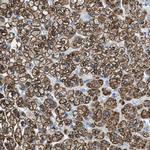 MGARP Antibody in Immunohistochemistry (IHC)