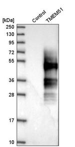TMEM51 Antibody in Western Blot (WB)