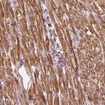 PTGES2 Polyclonal Antibody