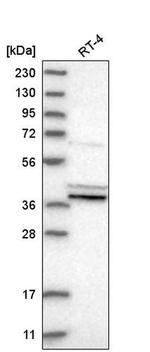 PTGES2 Antibody in Western Blot (WB)