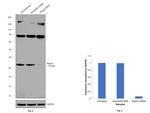 PTGES2 Antibody in Western Blot (WB)