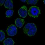 GCSAML Polyclonal Antibody