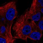 C2orf60 Polyclonal Antibody