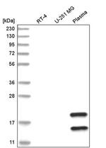 TMEM241 Antibody in Western Blot (WB)