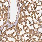 LALBA Polyclonal Antibody