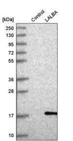 LALBA Antibody in Western Blot (WB)