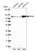 MCM4 Antibody