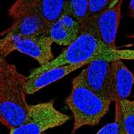 GPRASP1 Polyclonal Antibody