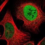 C1orf27 Polyclonal Antibody