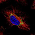 GTPBP2 Polyclonal Antibody