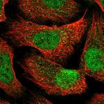 CC2D1B Polyclonal Antibody