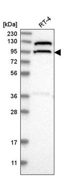 CC2D1B Antibody in Western Blot (WB)
