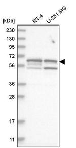 SHC3 Antibody in Western Blot (WB)