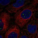 CLUH Antibody in Immunocytochemistry (ICC/IF)