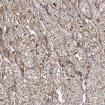 PARVG Polyclonal Antibody