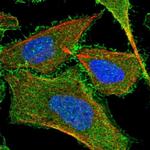 KIAA1522 Polyclonal Antibody