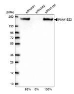 KIAA1522 Antibody in Western Blot (WB)