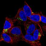 FAM184A Polyclonal Antibody