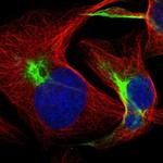 FBXL19 Polyclonal Antibody