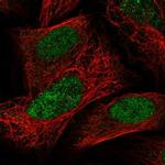 PAPOLG Polyclonal Antibody