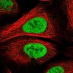 PAPOLG Polyclonal Antibody