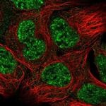 GAS1 Polyclonal Antibody