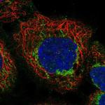 Apolipoprotein L3 Polyclonal Antibody