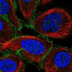 GPRIN1 Antibody in Immunocytochemistry (ICC/IF)