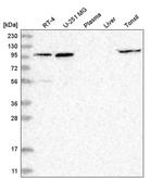 GPRIN1 Antibody in Western Blot (WB)