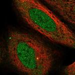 USP38 Polyclonal Antibody