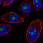 DDX50 Polyclonal Antibody